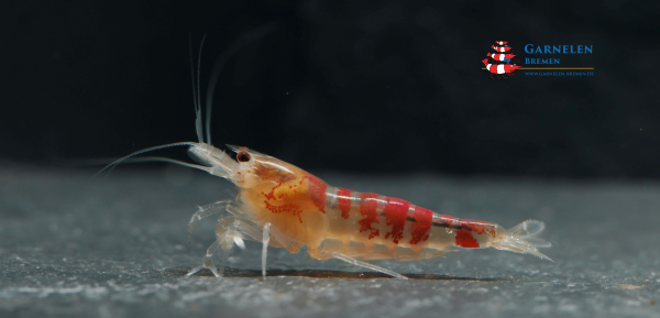 Calceo Bee / Golden Dragon Garnele